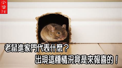 老鼠代表什麼